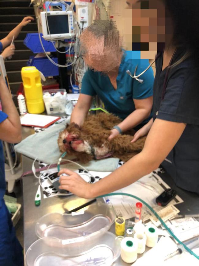 Coco being treated by veterinary staff.