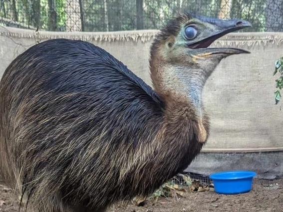 Orphaned cassowary chick, Bunji, building up his strength and energy for his new home on the Gold Coast.