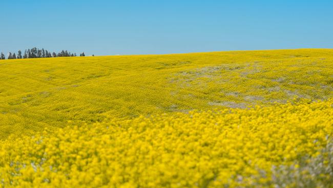 Canola has recently become Canada’s biggest crop.