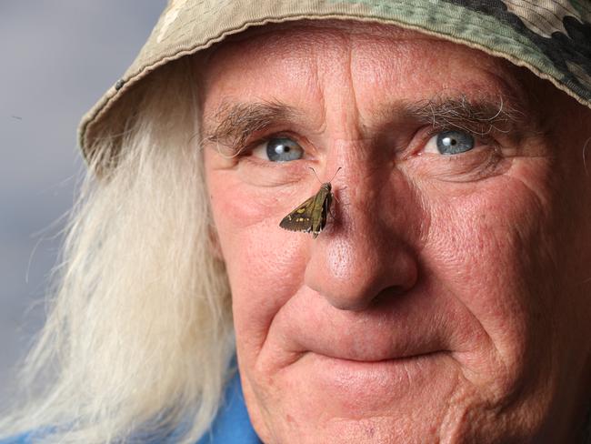 17.3.2020.Releasing captive-bred Yellowish Sedge-Skipper to a revegetated site near Aldinga, Andy Lines, a volunteer with the Natural Resources Adelaide & Mt Lofty Ranges project for Yellowish Sedge-Skipper, and also a volunteer with Butterfly Conservation SA.   PIC TAIT SCHMAAL.