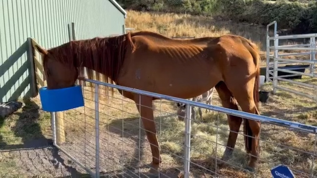 A severely malnourished horse rescued by Brightside Farm Sanctuary