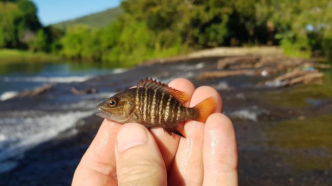 Six newly built fishways, also known as fish ladders, are helping species such as barra and mangrove jack breed in North Queensland waterways between Townsville and Tully. Picture: Geoff Collins-OzFish