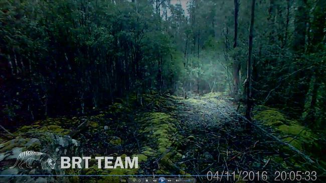 No see ‘um: A team of Tasmanian thylacine trackers has released footage of what they believe is proof a population of thylacines continue to live in the island state.