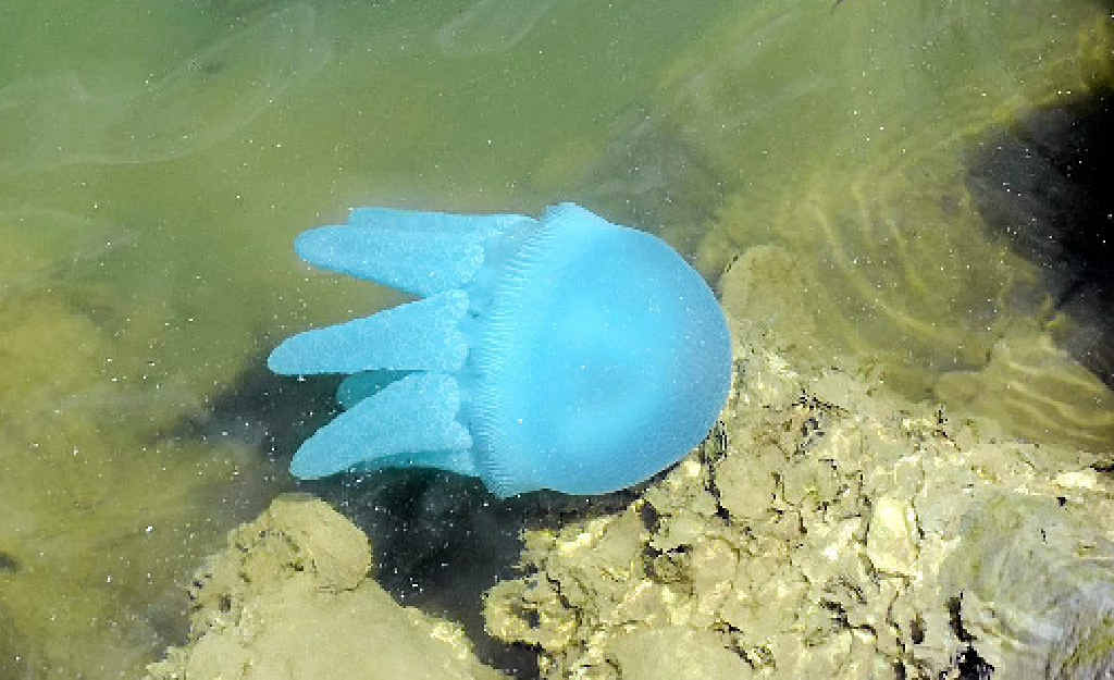 Jellyfish S Sting Could Make You Blubber The Courier Mail