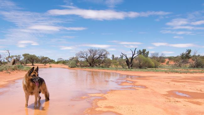 WEATHER SOUTH AUSTRALIA - HOT WEATHER - 9 year old German Shepherd, Kaiser keeping cool at Yellow Rock, Roxby Downs, SA. Mellissa Nilsen Roxby Downs. SA