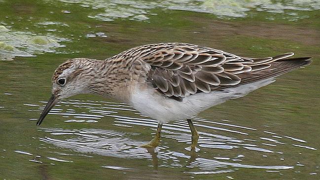 The sharp-tailed sandpiper has been added to the threatened species list. Picture: Trevor Pescott