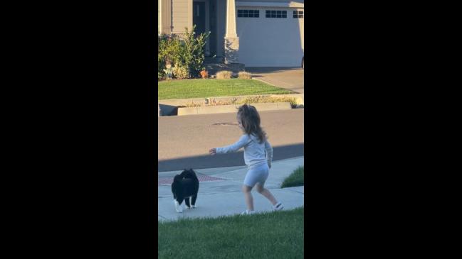 Adorable moment 2-year-old tries to talk to neighbour’s cat | news.com ...