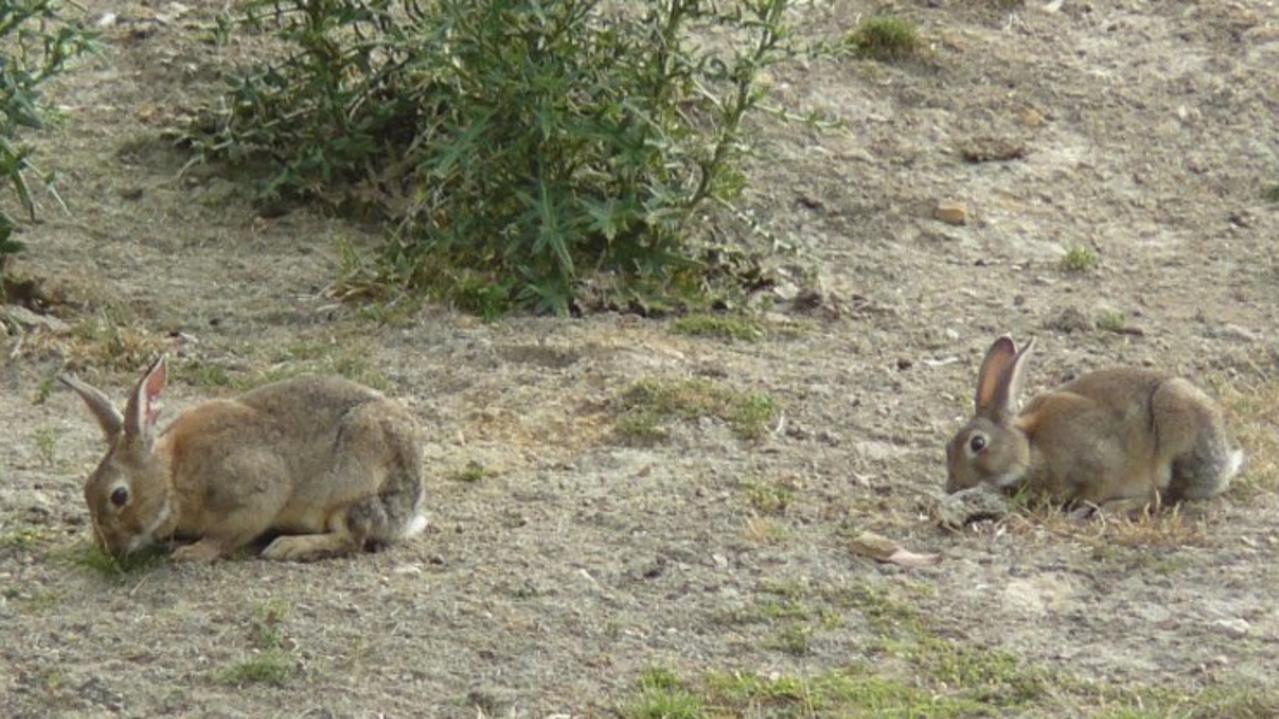 How Southern QLD dropped rabbit numbers by one million | The Chronicle