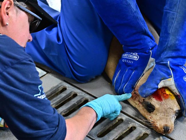 Denise Christ, points to a wound on a rescued sea lion, in for treatment in Gaviota, California. Picture: Frederic J. Brown/AFP