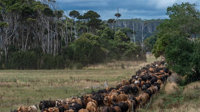 The Redpa farm is one of 11 owned by Circular Head Farms, which milks 8500 cows across 3500 hectares of pasture near Smithton, supplying Saputo.