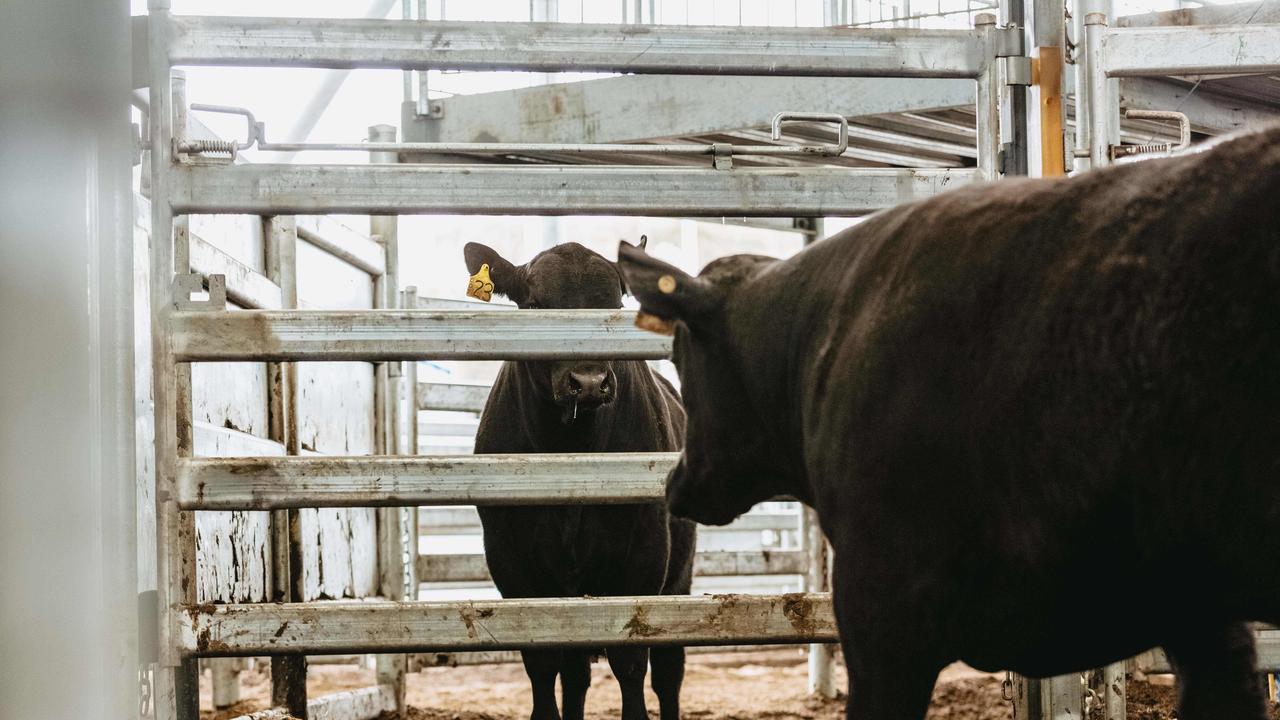 All 31 bulls at the Banquet Bulls spring sale sold. <a href="https://www.weeklytimesnow.com.au/agribusiness/cattle/banquet-spring-bull-sale-2020-recordbreaking-averages-for-stud/news-story/44fac423c4d641955b6beed91611264e" target="_blank">Click here for the full report</a>. Picture: Chloe Smith