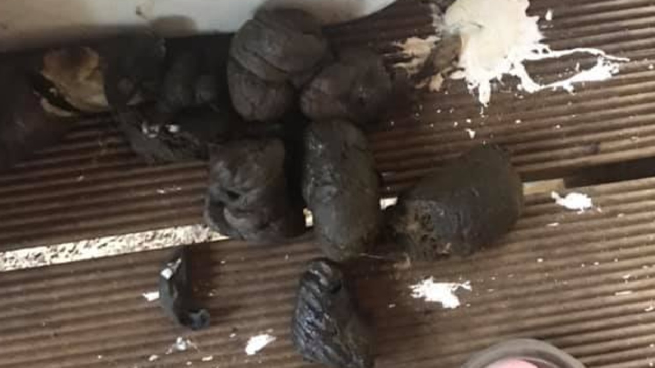 Snakes QLD: Samford Valley resident finds python poo | Photo | The ...