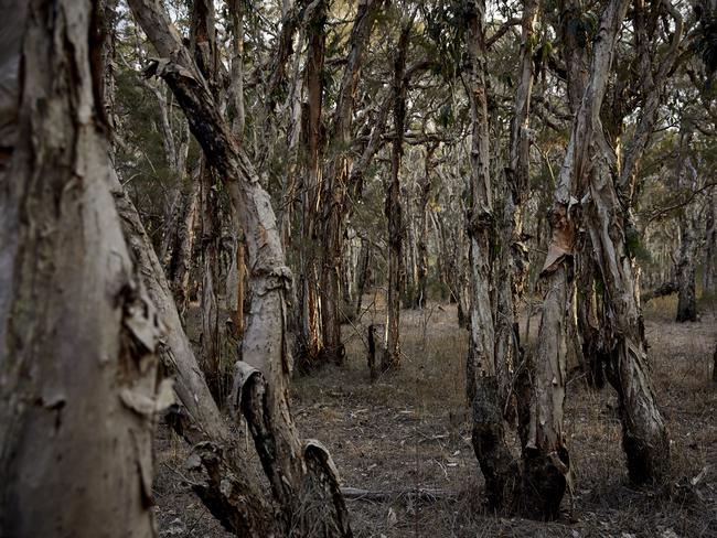 A supplied image obtained on Friday, February 14, 2020, of Eve Investments' old-growth tea tree plantation in the Bungawalbin, NSW, where  melaleuca alternifolia trees have been growing for thousands of years. Eve Investments recently began shipping honey made from hives in heart of the trees to China. (AAP Image/Supplied by Eve Investments) NO ARCHIVING, EDITORIAL USE ONLY