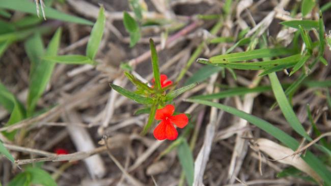 Red witchweed flowers. Picture: Department of Agriculture and Fisheries.