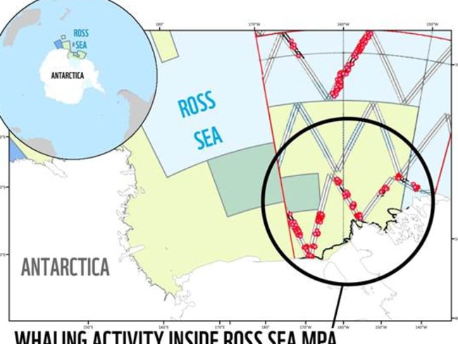 Japanese Whalers In Antarctica Have Killed 50 Minke Whales 