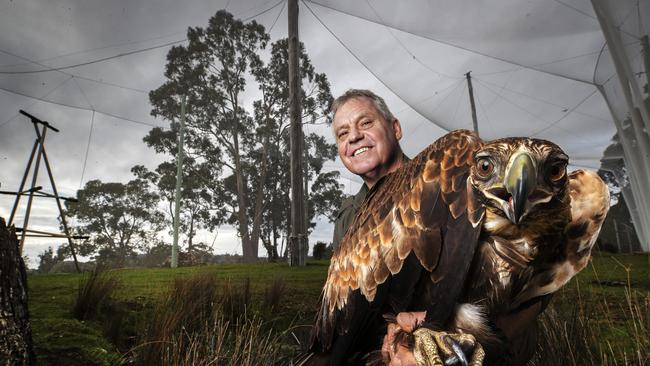 Raptor Refuge director Craig Webb inside the new aviary with a juvenile wedge- tailed eagle recovering from an interaction with a power pole at Kettering. Picture Chris Kidd