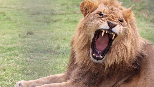 One of the lions at the Stardust Circus.