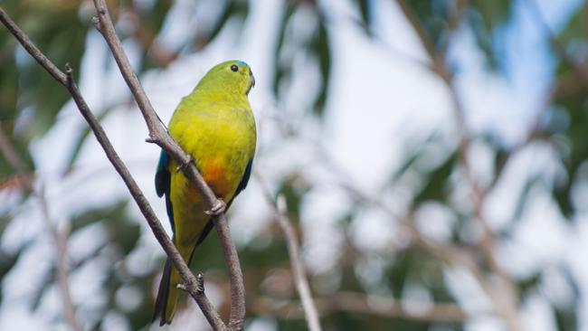 The endangered Orange Bellied Parrot at Melaleuca in Tasmania's South West wilderness, near Port Davey Tasmanian Boat Charters Escape to Port Davey adventure Credit: Tasmanian Boat Charters