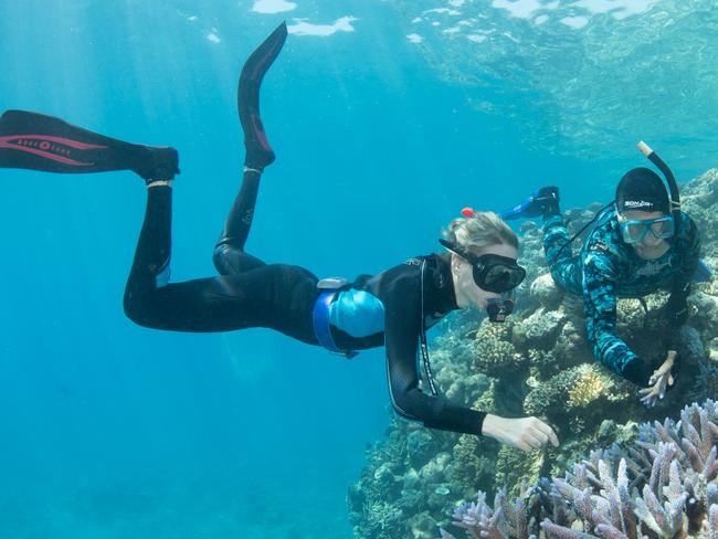 Supplied images from Great Barrier Reef Foundation
