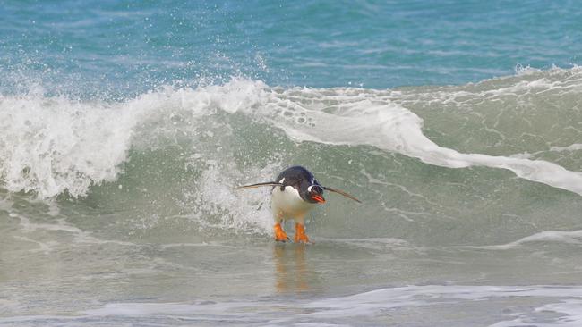 Photographer Elmar Weiss’ entry, titled Surfing South Atlantic Style. It was recognised in the Highly Commended Winners. Picture: Elmar Weiss