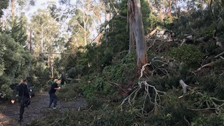 Carnage on Kaola St, Belgrave after the storm. Picture Sharon McGowan