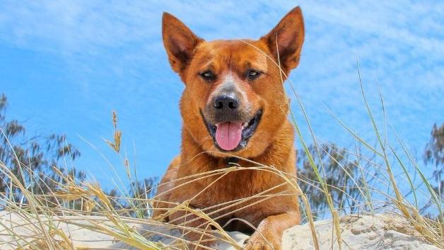 Winnie the Cattle Dog has gone viral across YouTube, Instagram and TikTok for his cute antics. Picture: Instagram / Winnie the Cattle Dog