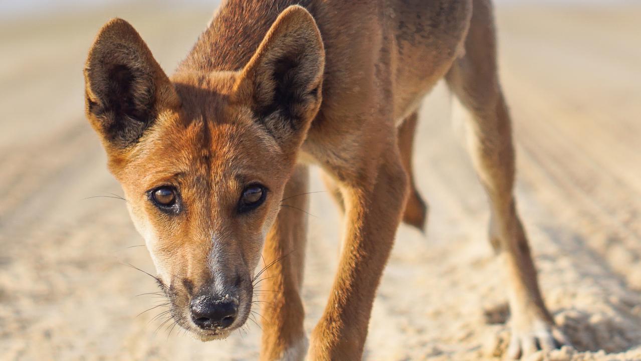 Five-year-old boy mauled by dingo in Queensland holiday hotspot | The  Australian