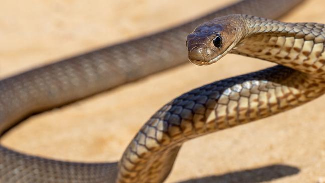 Eastern brown snakes have emerged from hibernation. Picture: Supplied-Kane Durrant