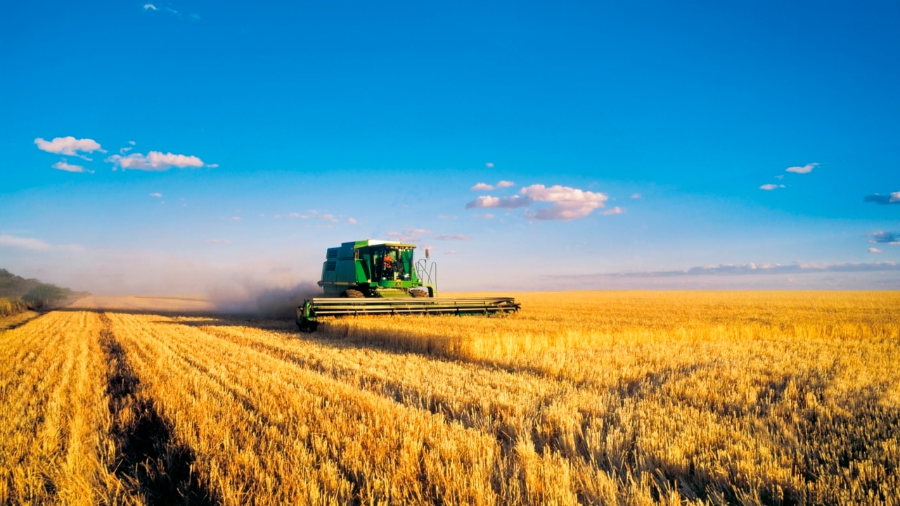 Wheat prices increase along with fuel