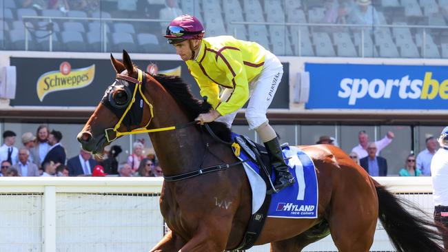 Zipaway on the way to the barriers prior to the running of  the Hyland Race Colours Autumn Stakes at Caulfield Racecourse on February 10, 2024 in Caulfield, Australia. (Photo by George Sal/Racing Photos via Getty Images)