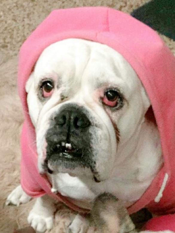 DUCHESS: Bow, wow, wow! Duchess, a seven-year-old British bulldog, is in da hood.