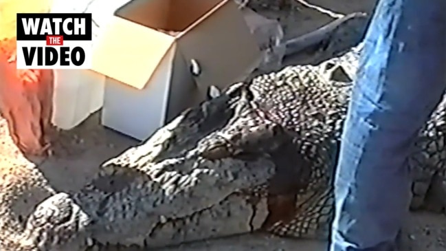 Incredible footage of notorious Aussie croc attack