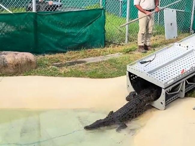 Croc caught in family’s backyard