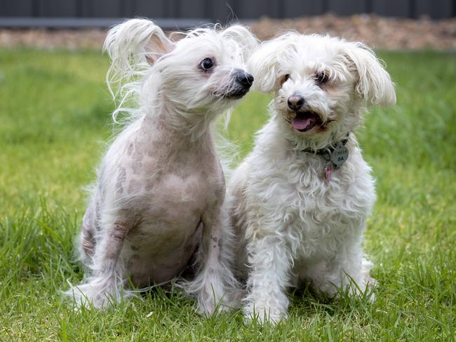 Spanky and her sister Polly. Picture: Kelly Barnes