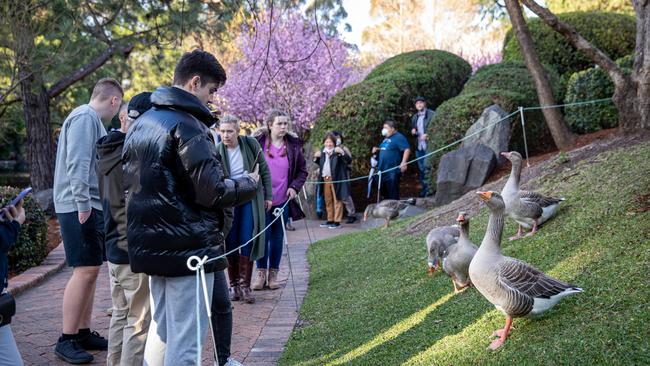 Humans meet some feathered friends. Picture: Christian Gilles