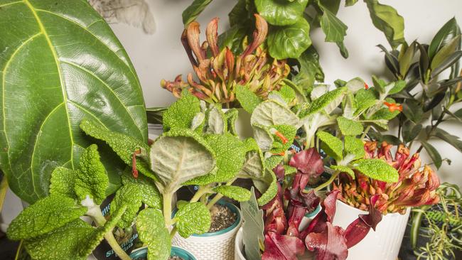 There’s many indoor plants available in Melbourne to decorate your home. Picture: Rob Leeson.