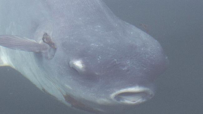 MUST CREDIT JODI FREDIANI / CATERS NEWS / PICTURE MEDIA NEWS.COM ONLY ** MANDATORY BYLINE ** - PIC BY JODI FREDIANI / CATERS NEWS - (PICTURED: mola mola under water with its dorsal fin cutting through the surface) - One of the worlds weirdest fish makes a rare appearance above the water in these incredible pictures. Photographer and environmentalist Jodi Frediani captured the bizarre-looking Mola Mola fish off the coast of California when it surfaced to snack on the Velella Velella a tiny sea creature similar to a jelly fish. But short of shying from the attention, the Mola Mola appeared to pucker up for the camera as it slurped down the Velella Velellas, also known as by-the-wind-sailors. The Mola Mola can grow up to 4 metres long and weigh more than 2000kg and are sometimes mistaken for sharks when their dorsal fin sticks up out of the water, it has not been seen in the Californian bay in over 8 years. SEE CATERS COPY.