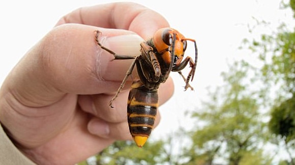 The Asian giant hornet is a threat to honey bees in the USA.