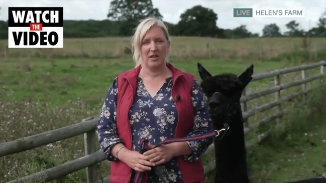 Geronimo the Alpaca sentenced to death (This Morning)