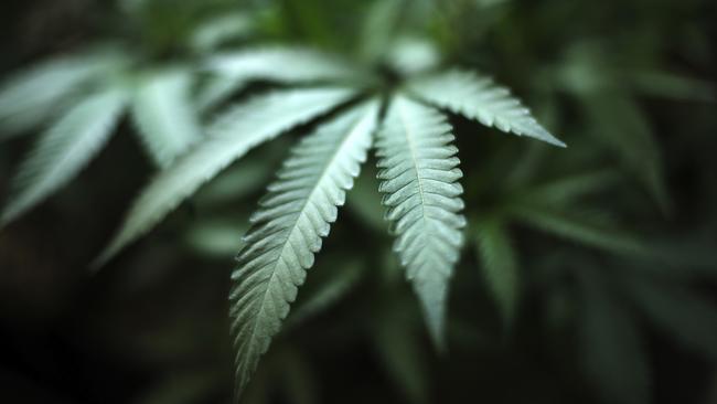 Officers swooped on a Moorabbin property on Wednesday and seized 70 cannabis plants from another hydroponic set-up. Picture: AP