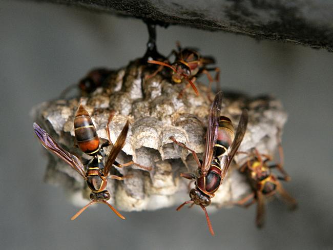 Paper wasps are flourishing in Victoria.