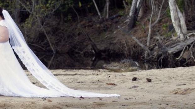 Wedding photo taken at Palm Cove, showing a large crocodile in the background.