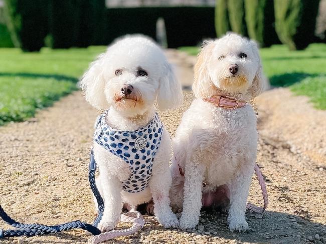 Buddy and Havana, sent in by Deanna Wallis, Mount Barker.