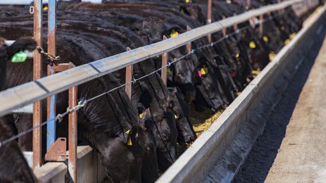 Major beef company plans big expansion of Darling Downs feedlot