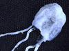 FILE - In this April 18, 2002 file photo taken at James Cook University in Cairns, Australia, a tiny but fully grown deadly Irukandji jellyfish lies next to match sticks for size comparison. A man was flown to a hospital intensive care unit after diving face-first into an extremely venomous, peanut-sized jellyfish in the waters off northeast Australia, officials said Friday, Dec. 4, 2009.  (AP Photo/Brian Cassey, File)