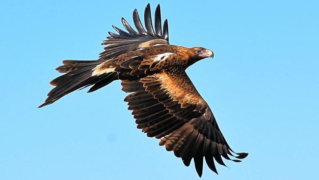 A wedge-tailed eagle has died form gunshot wounds in the state’s North-East. Picture: Pat McGinley