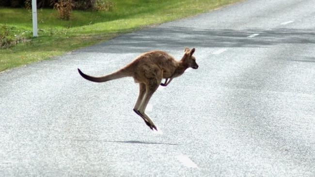 Heathcote has been named not only Victoriaâs animal collision hotspot, but the nations. With the most collisions here occurring in the evenings and on Saturdays.Â 