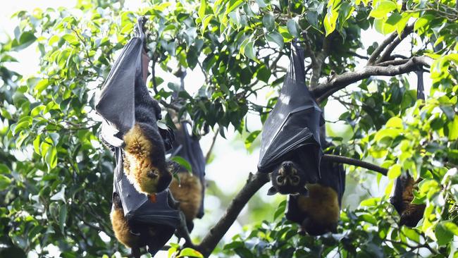 Cairns Regional Council are using dispersal methods to stop a gathering of flying foxes, or fruit bats, from roosting in Brinsmead Reserve. Picture: Brendan Radke