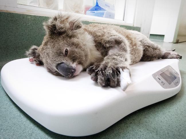 The grant will help the Currumbin Wildlife Hospital save sick and injured native animals. Picture: Nigel Hallett