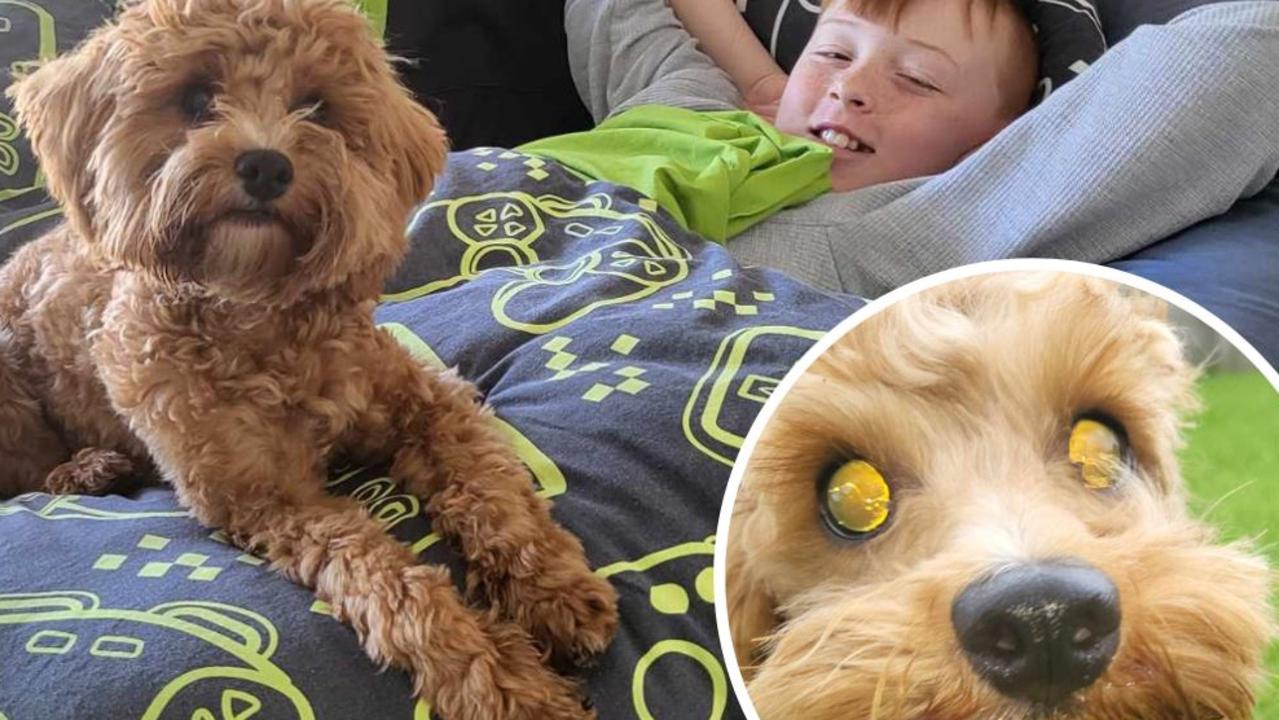 Ziggy the blind cavoodle at home with 13-year-old Fynn Todhunter and (inset) collecting eggs with the light reflected on her cloudy eyes.